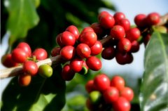 埃塞俄比亚耶加雪菲水洗（Grade 2） 咖啡生豆 柑